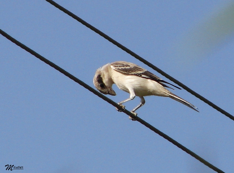 Karaalınlı örümcekkuşu