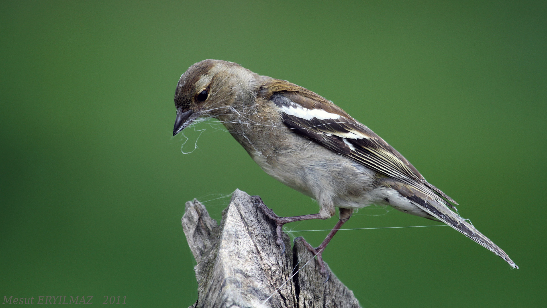 İspinoz » Common Chaffinch » Fringilla coelebs