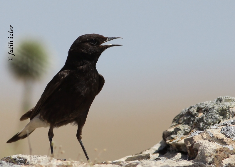 Karasırtlı kuyrukkakan