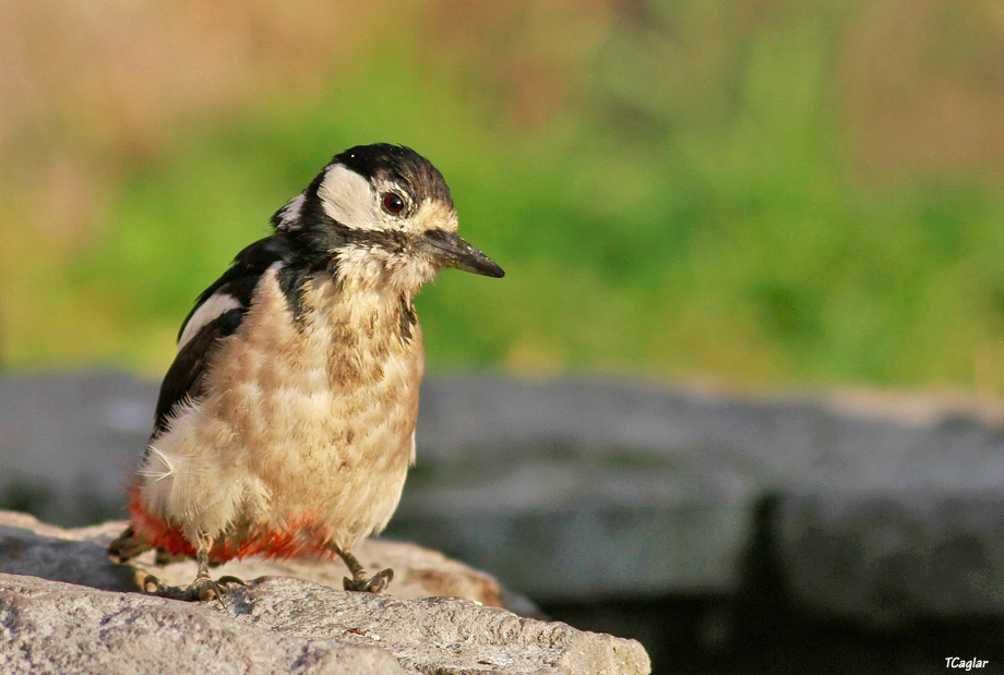 Orman alaca ağaçkakanı