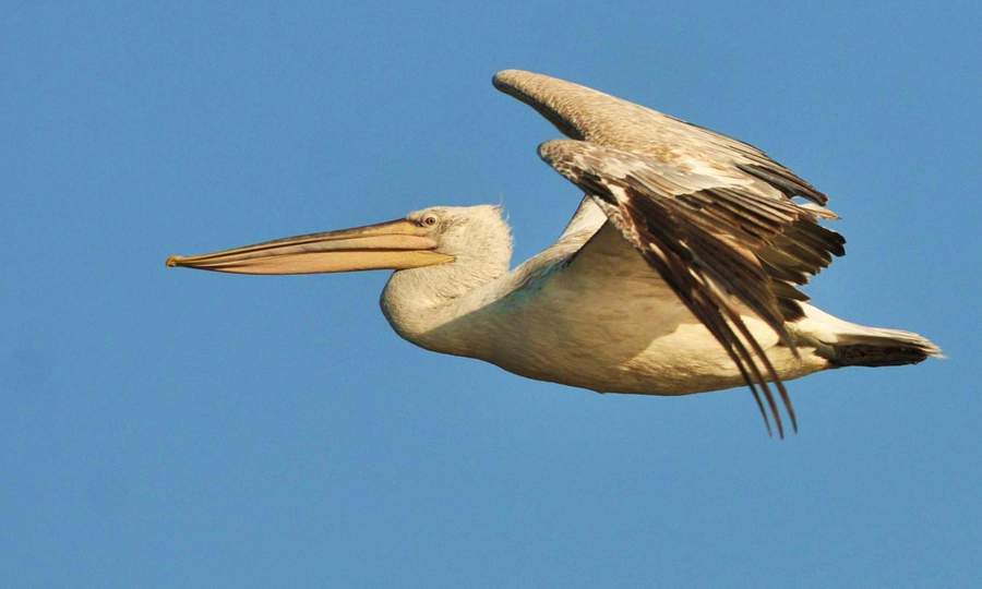 Tepeli pelikan