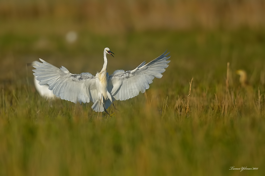 Küçük ak balıkçıl