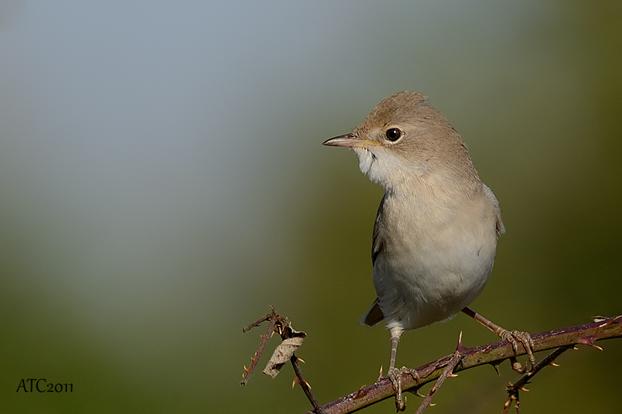 Akgerdanlı ötleğen