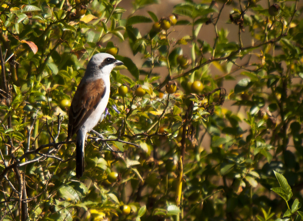 Kızılsırtlı örümcekkuşu