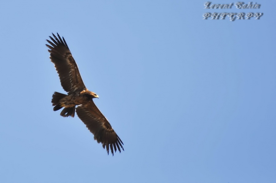 Küçük orman kartalı