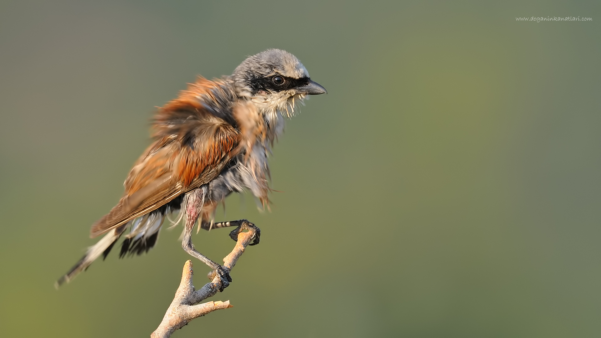 Kızılsırtlı örümcekkuşu