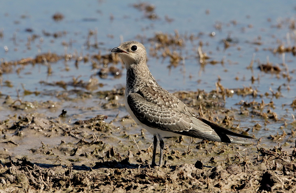 Bataklıkkırlangıcı