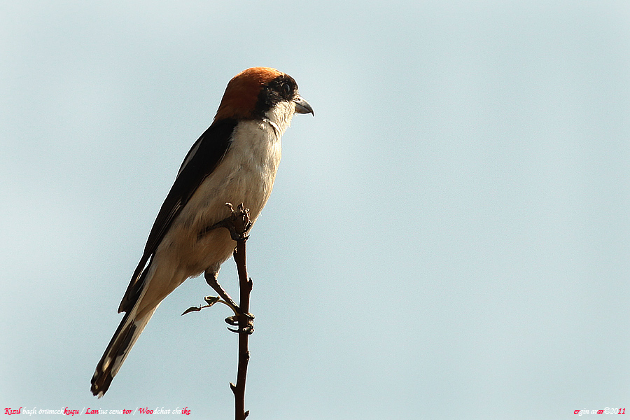 Kızılbaşlı örümcekkuşu