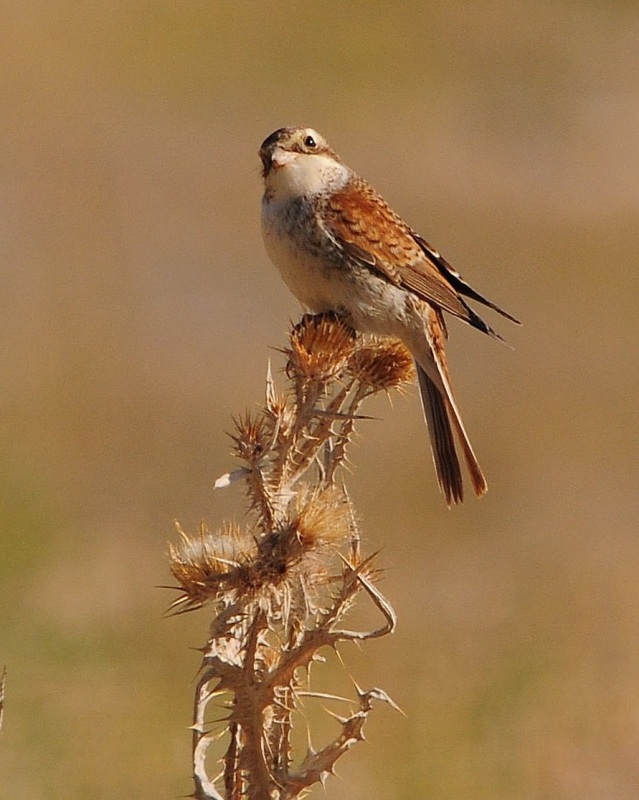 Kızılsırtlı örümcekkuşu