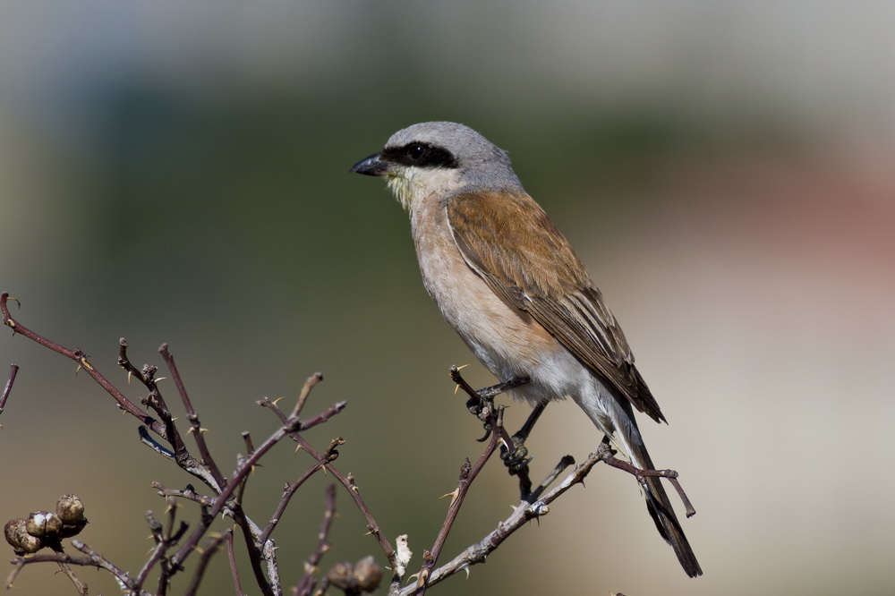 Kızılsırtlı örümcekkuşu