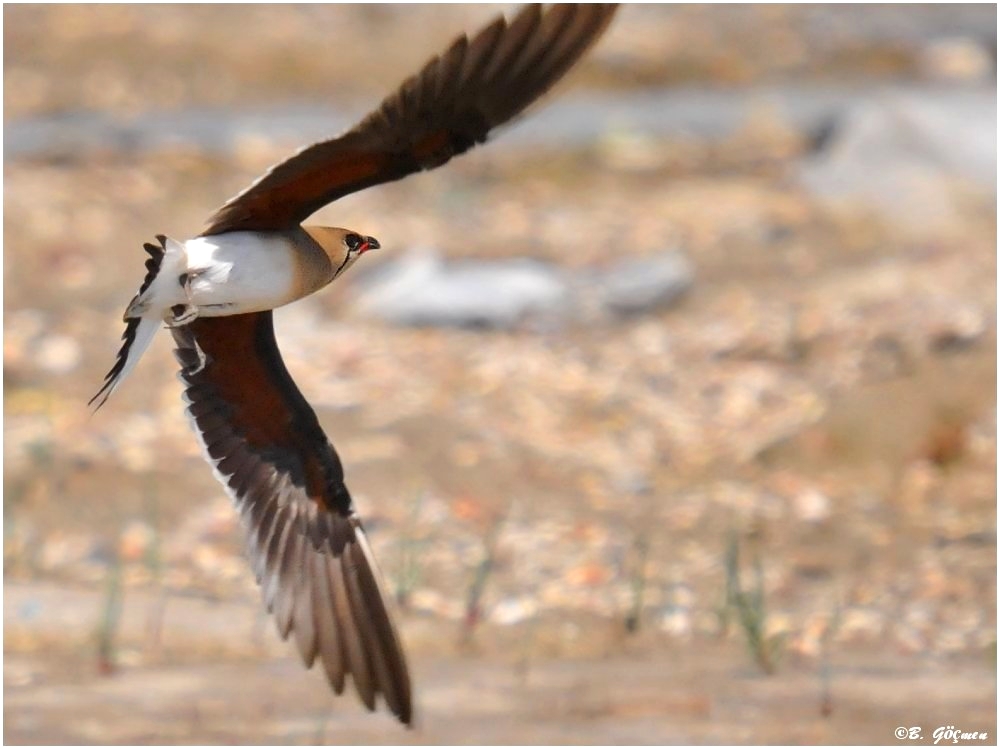 Bataklıkkırlangıcı