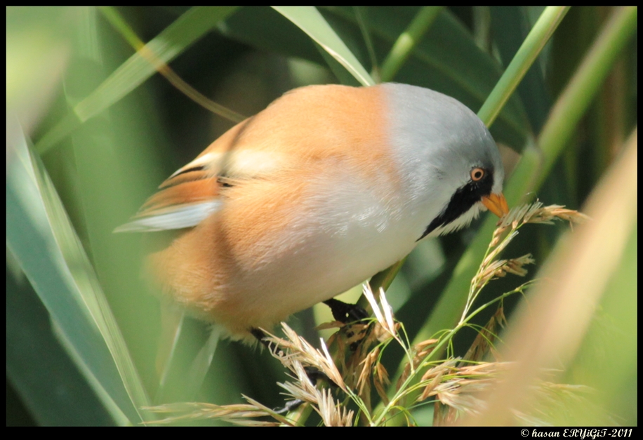 Bıyıklı baştankara