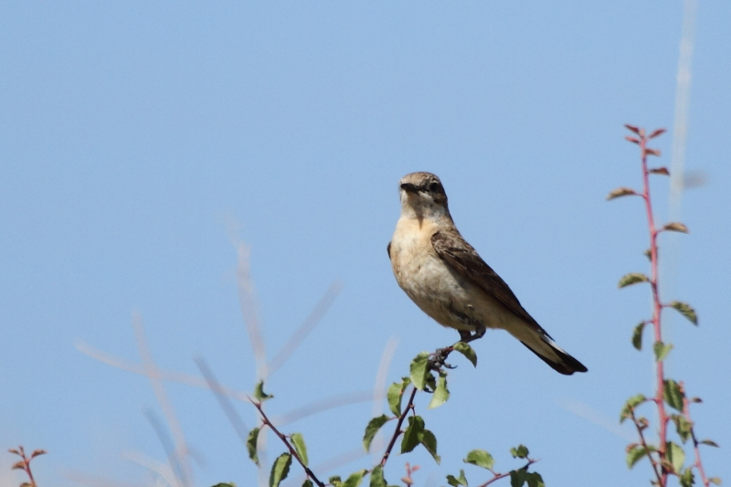 Küçük akgerdanlı ötleğen