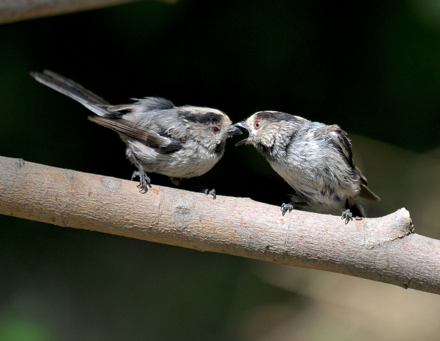 Uzunkuyruklu baştankara