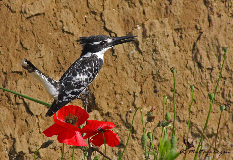 Alaca yalıçapkını