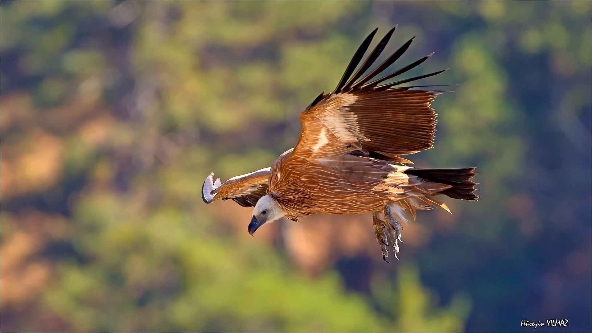 Kızıl akbaba » Griffon Vulture » Gyps fulvus