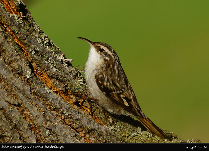 Bahçe tırmaşıkkuşu