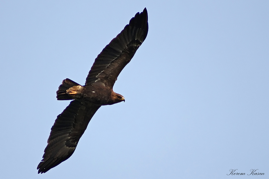 Küçük orman kartalı