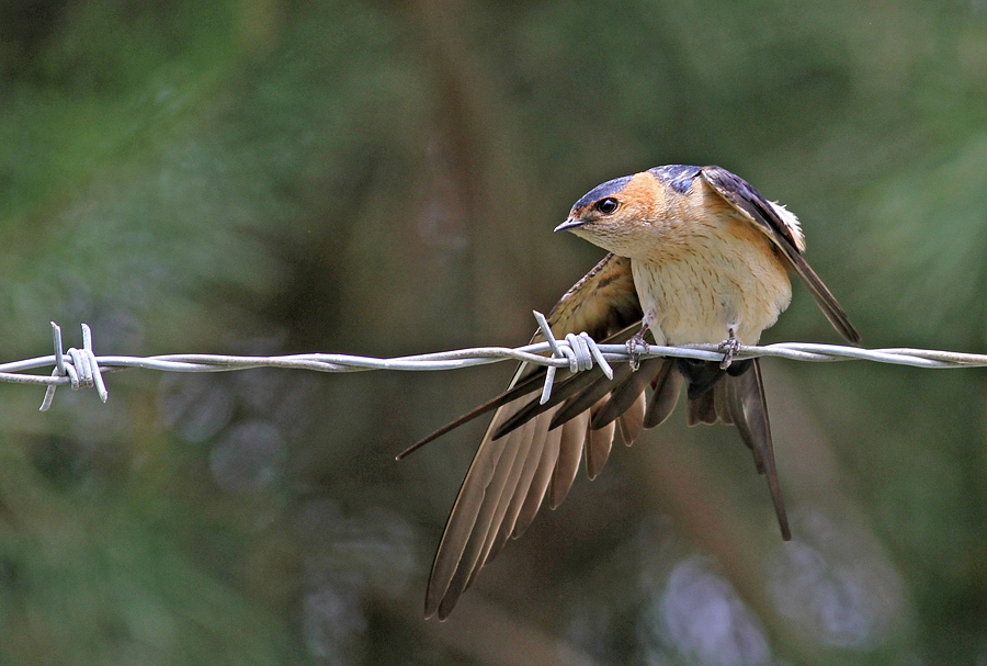 Kızıl kırlangıç