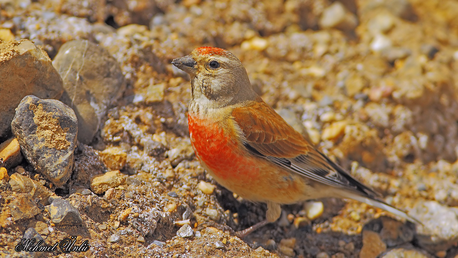 Ketenkuşu » Common Linnet » Linaria cannabina