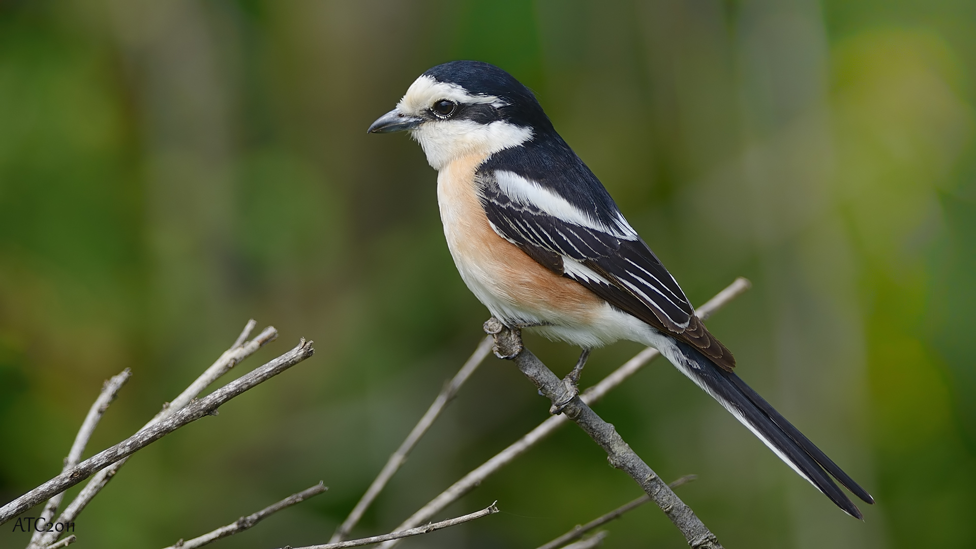 Maskeli örümcekkuşu