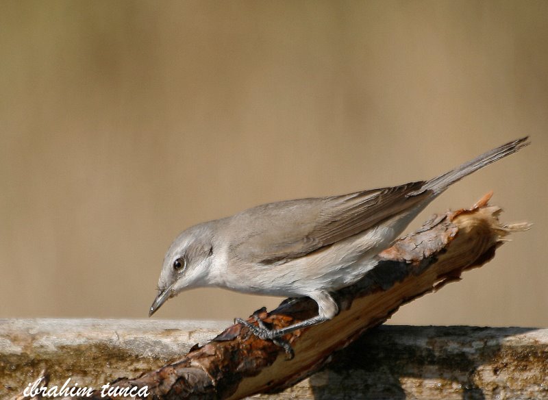 Küçük akgerdanlı ötleğen