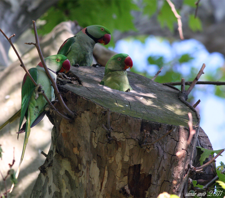İskender papağanı