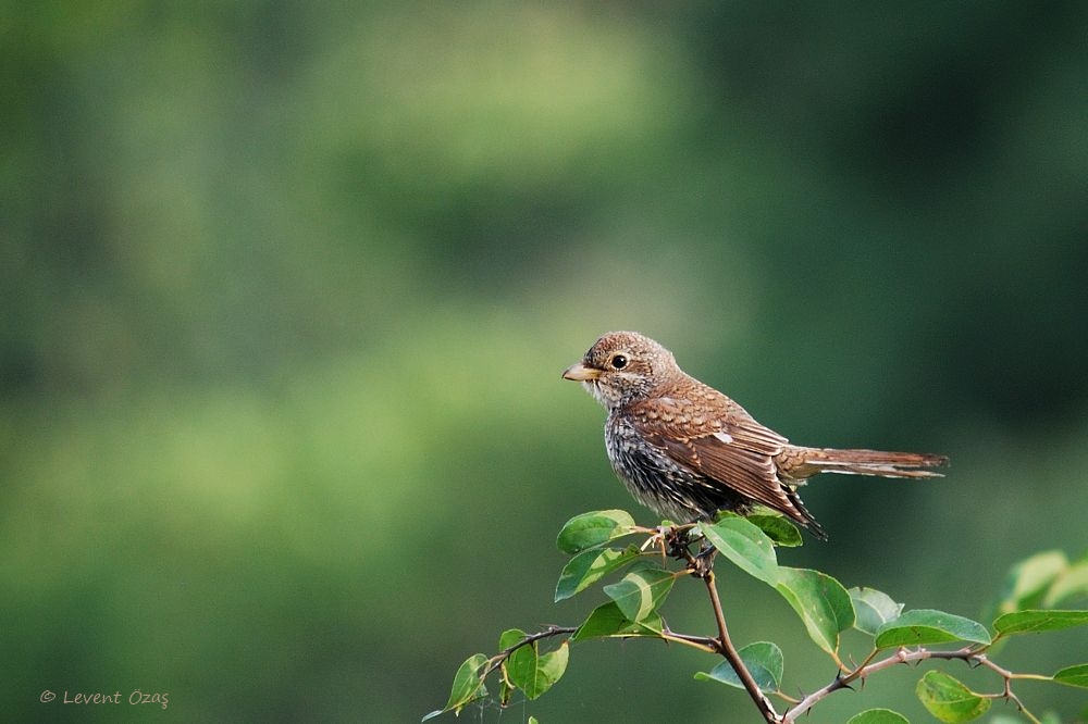 Kızılsırtlı örümcekkuşu