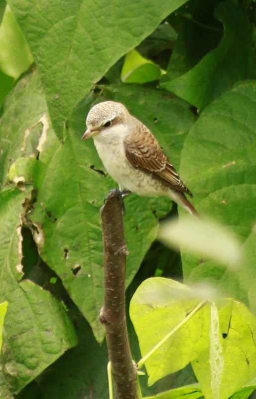 Kızılsırtlı örümcekkuşu