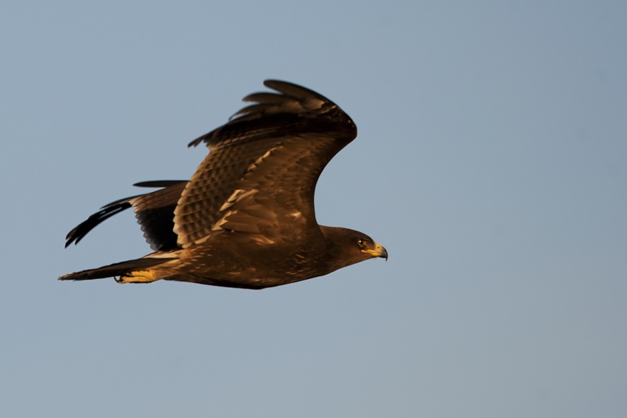 Büyük orman kartalı