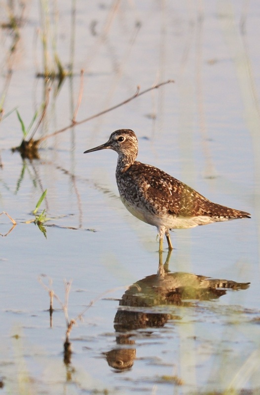 Orman düdükçünü