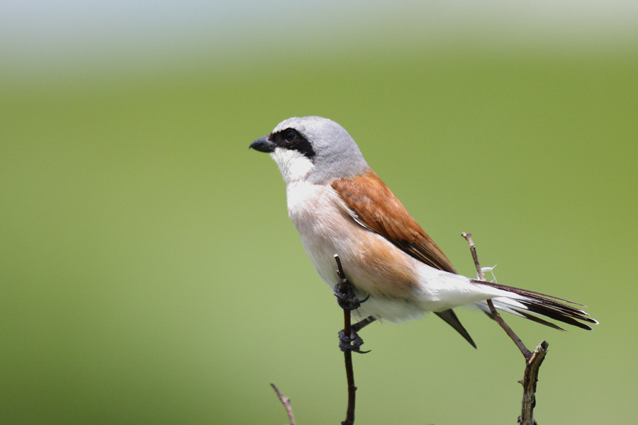 Kızılsırtlı örümcekkuşu