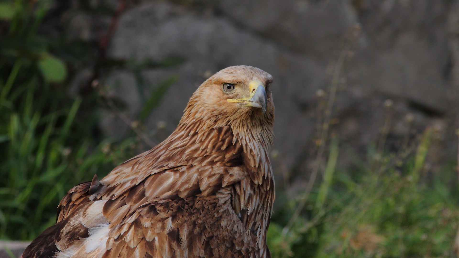 Şah kartal » Eastern Imperial Eagle » Aquila heliaca