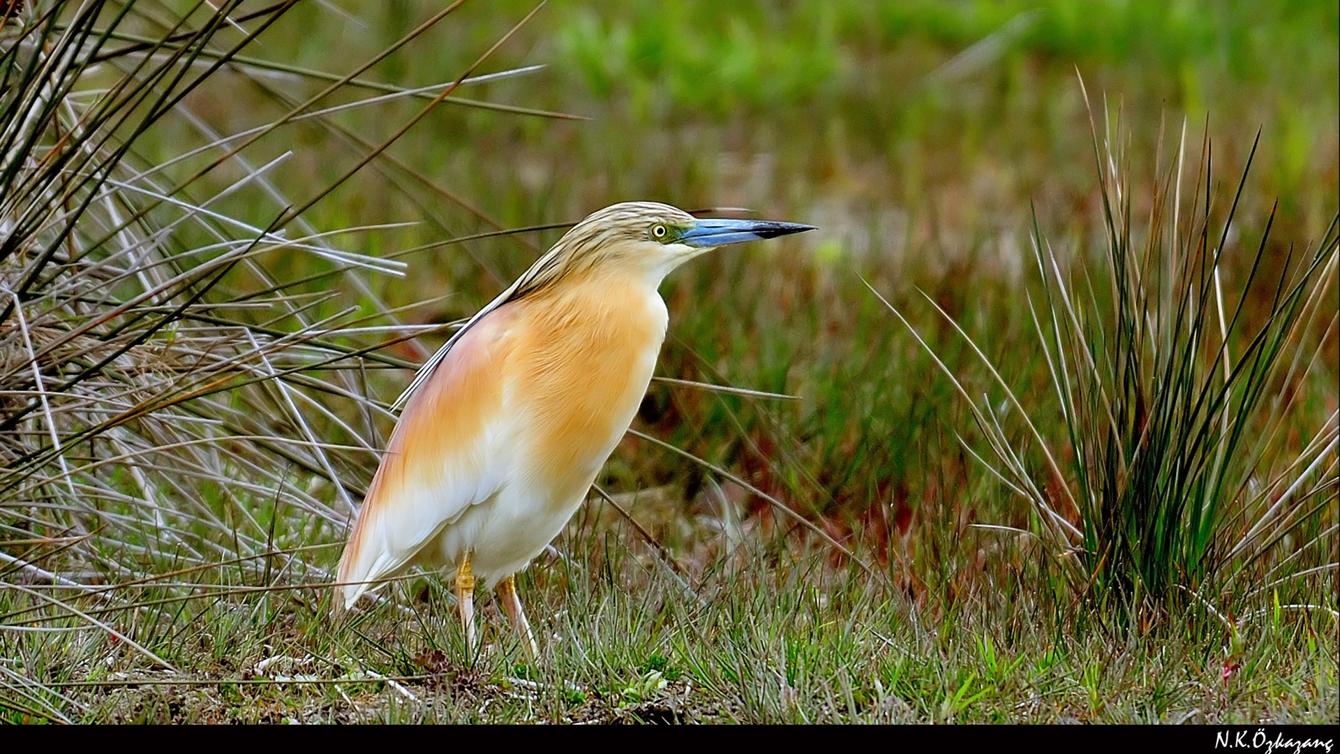 Alaca balıkçıl » Squacco Heron » Ardeola ralloides