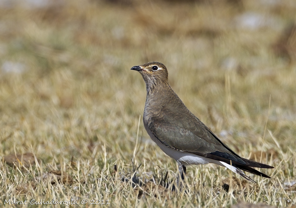 Karakanatlı bataklıkkırlangıcı