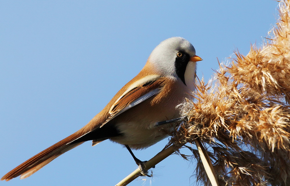 Bıyıklı baştankara