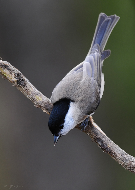 Kayın baştankarası