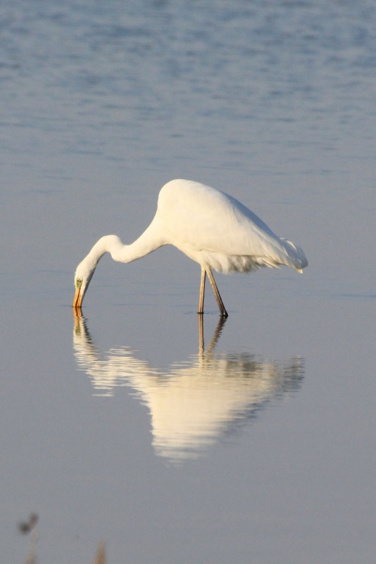 Büyük ak balıkçıl