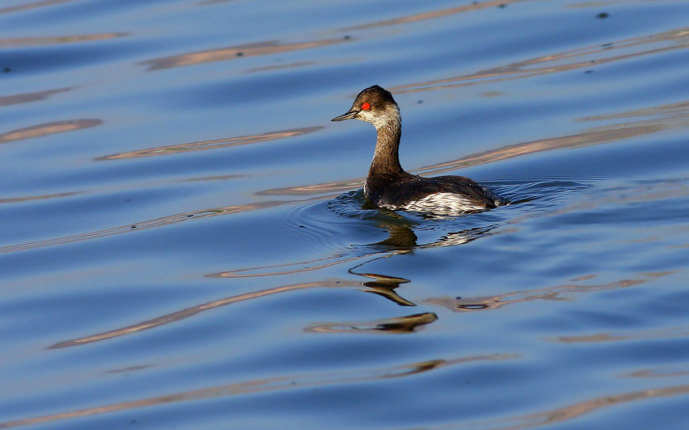 Karaboyunlu batağan