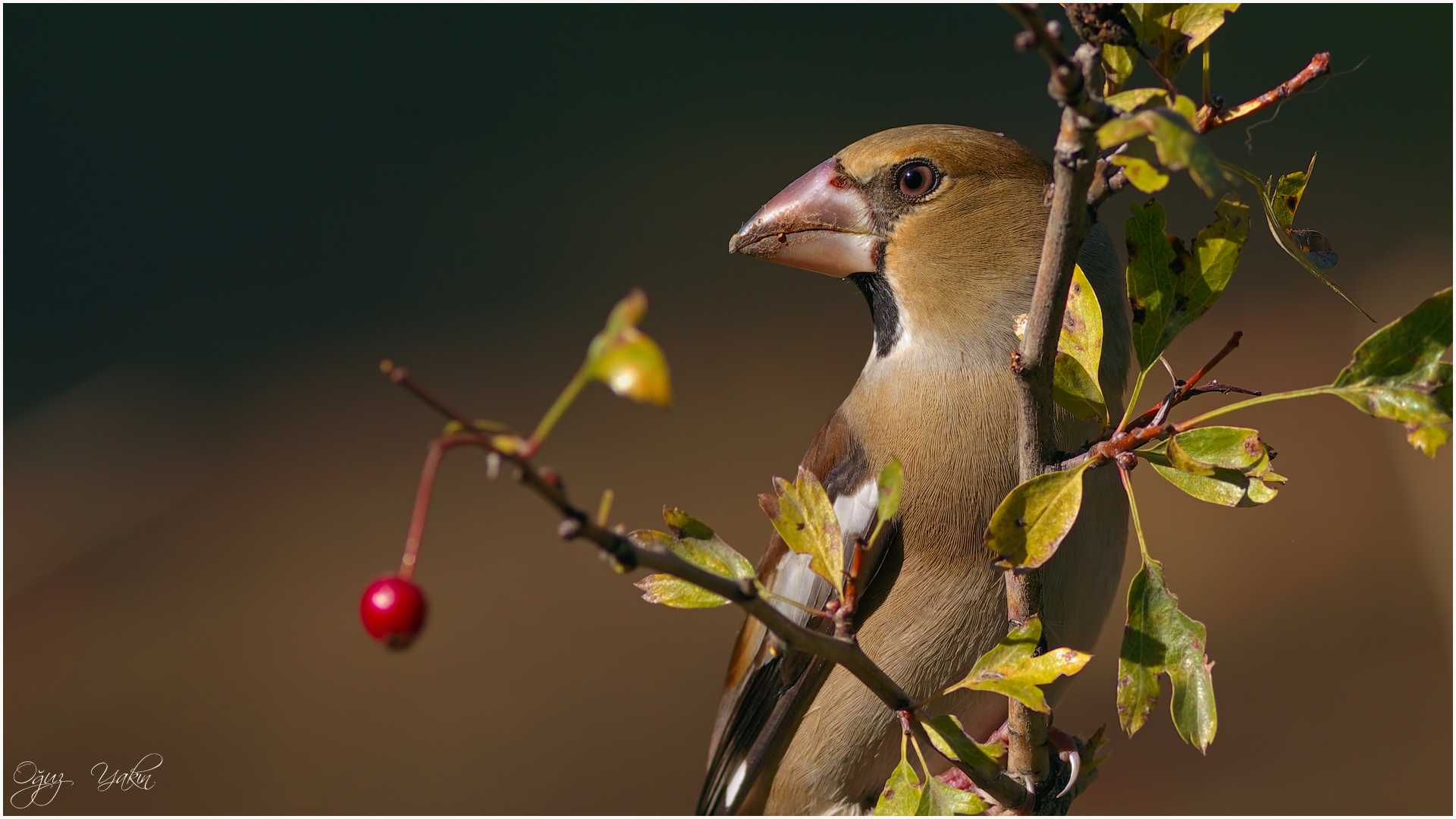 Kocabaş » Hawfinch » Coccothraustes coccothraustes