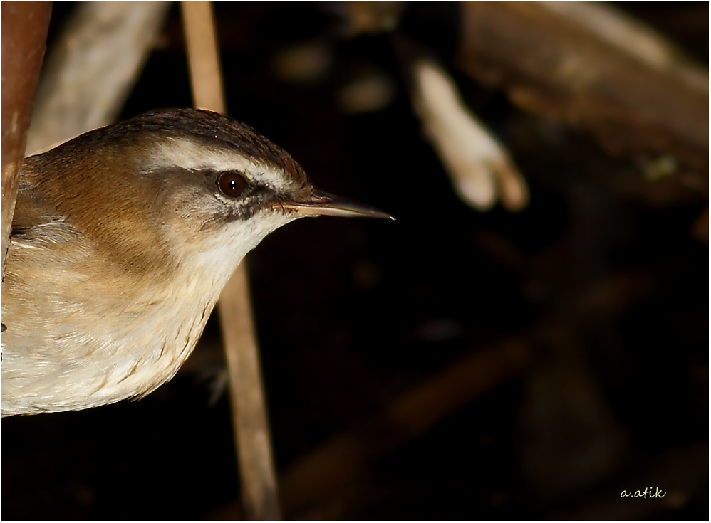 Bıyıklı kamışçın