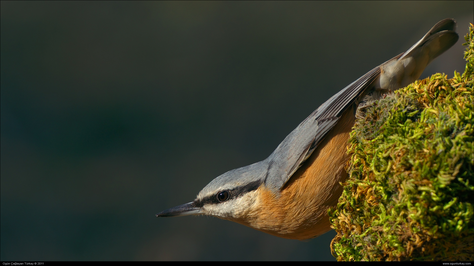 Sıvacı » Eurasian Nuthatch » Sitta europaea