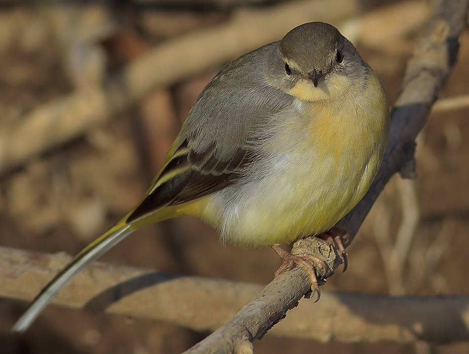 Dağ kuyruksallayanı