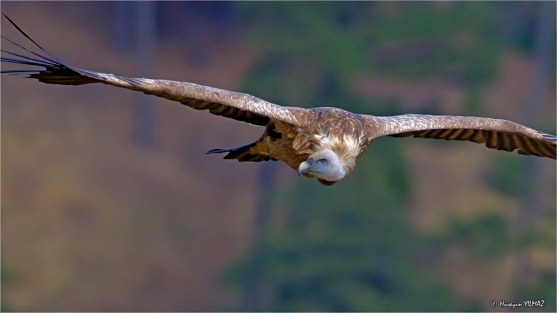 Kızıl akbaba » Griffon Vulture » Gyps fulvus