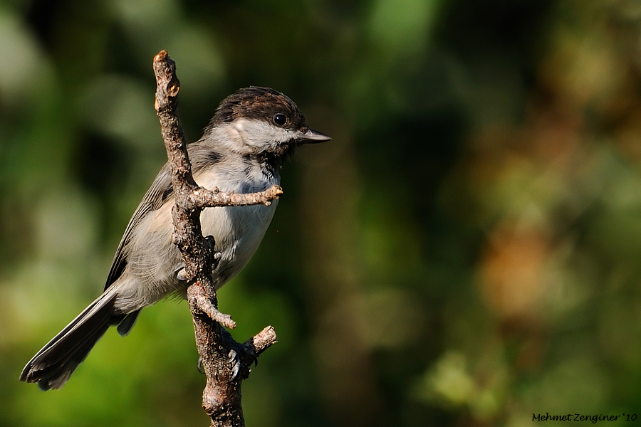 Akyanaklı baştankara