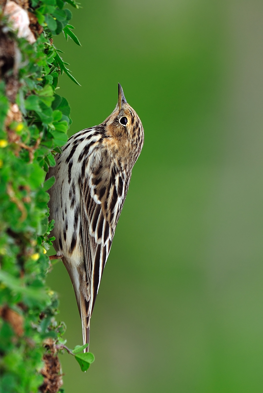 Kızılgerdanlı incirkuşu