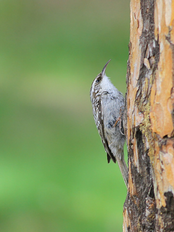 Orman tırmaşıkkuşu