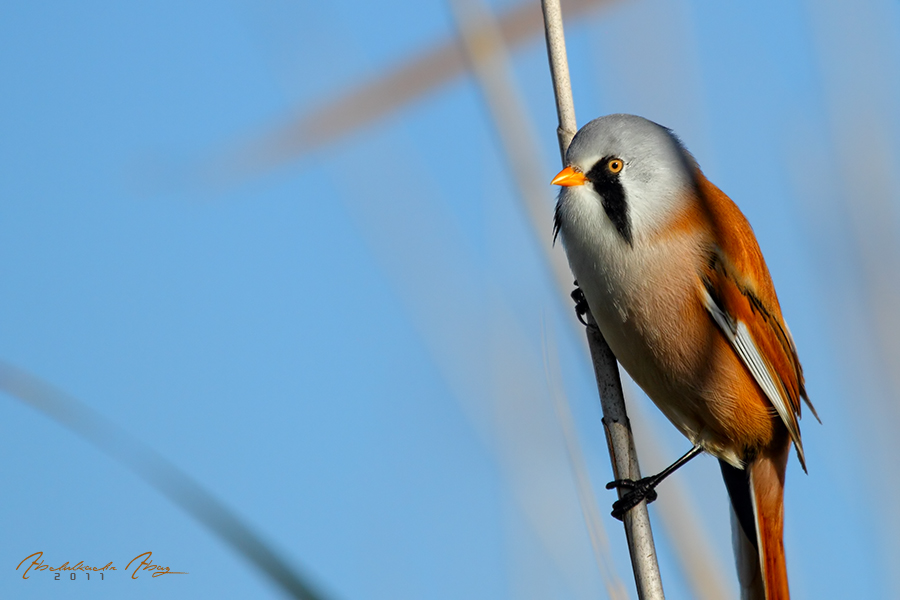 Bıyıklı baştankara