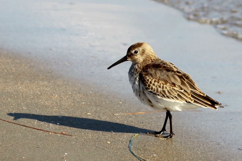 Karakarınlı kumkuşu