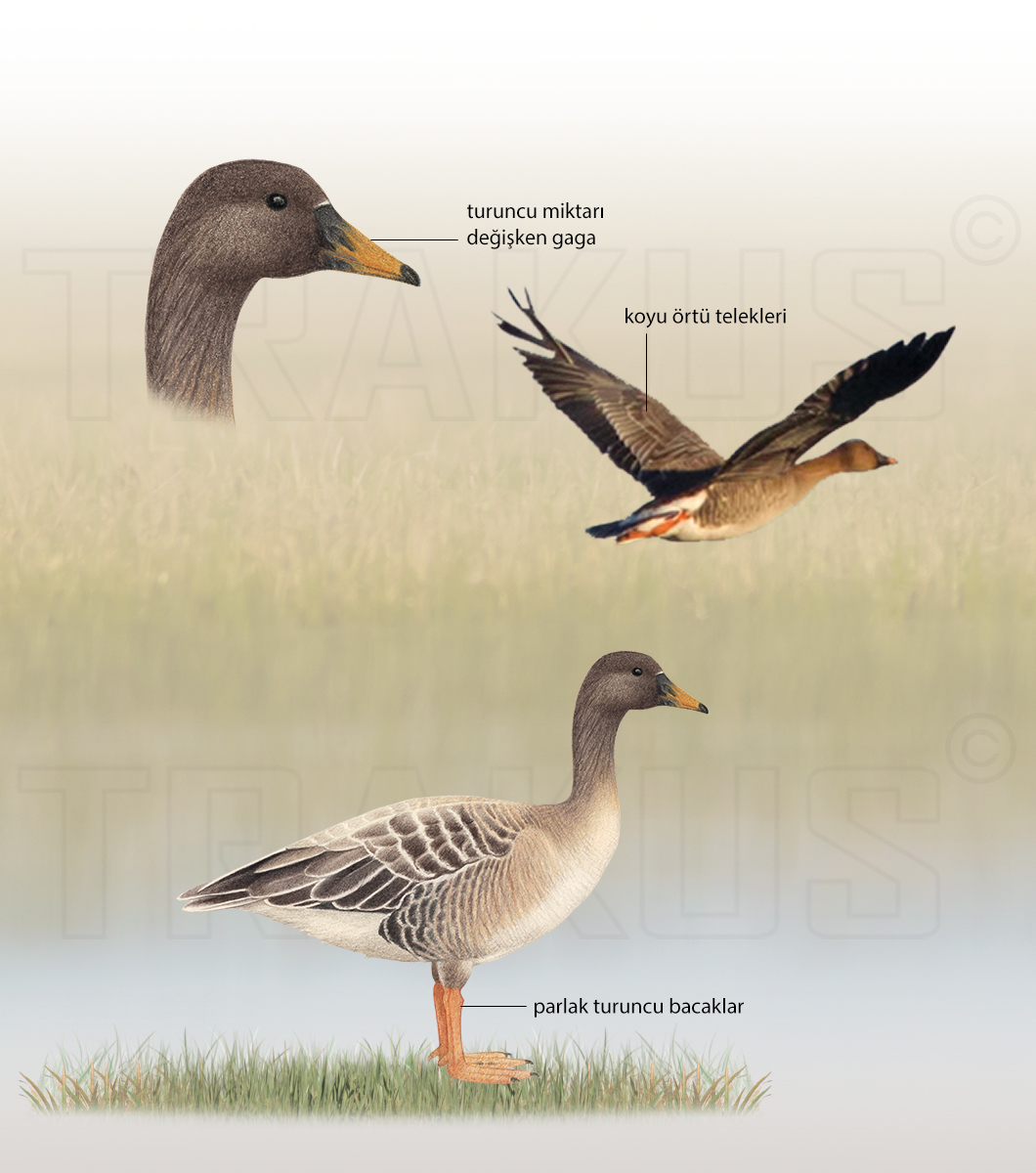 Tundra Bean Goose